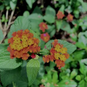 植物,花,花弁,花びら,花壇,花畑,庭園,多年草,