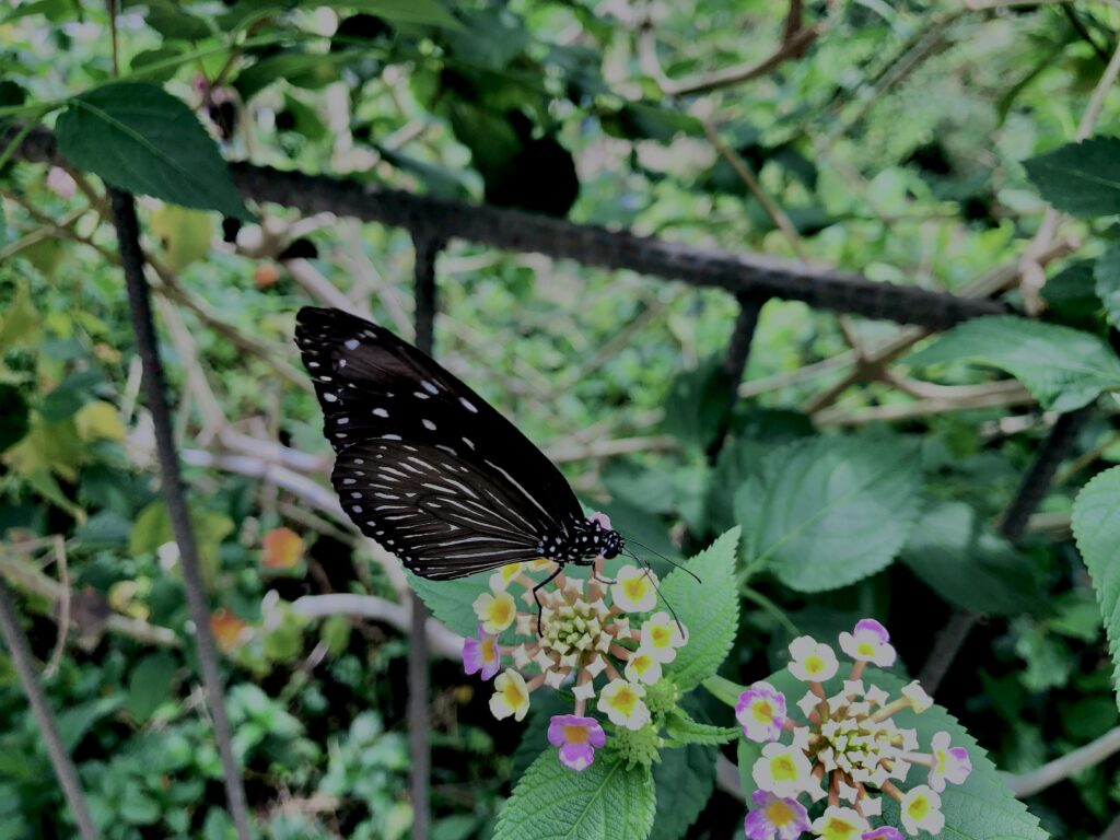 蝶,アゲハ蝶,虫,昆虫,羽,植物,花,