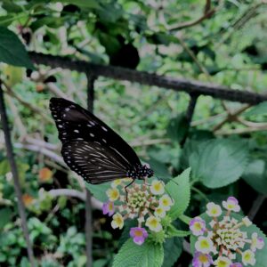 蝶,アゲハ蝶,虫,昆虫,羽,植物,花,