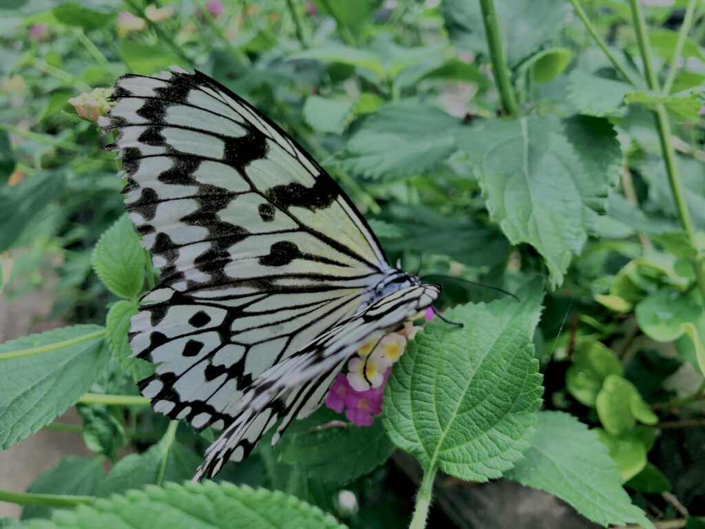 蝶,アゲハ蝶,虫,昆虫,羽,植物,花,