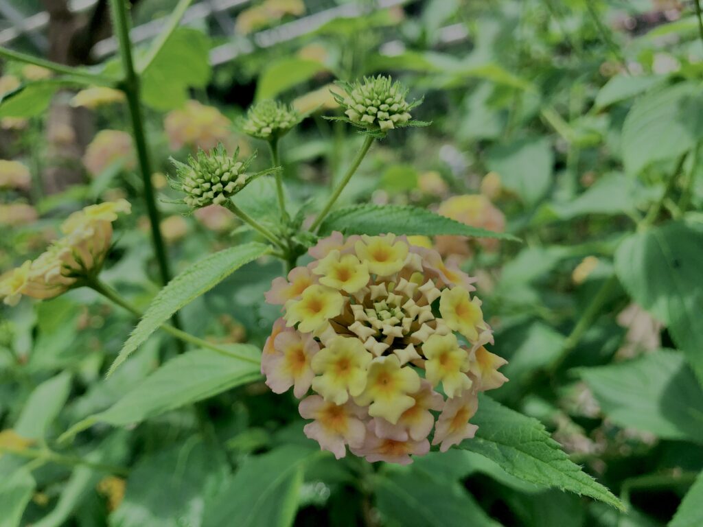 植物,花,花弁,花びら,花壇,花畑,庭園,多年草,