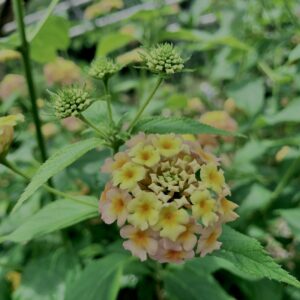 植物,花,花弁,花びら,花壇,花畑,庭園,多年草,