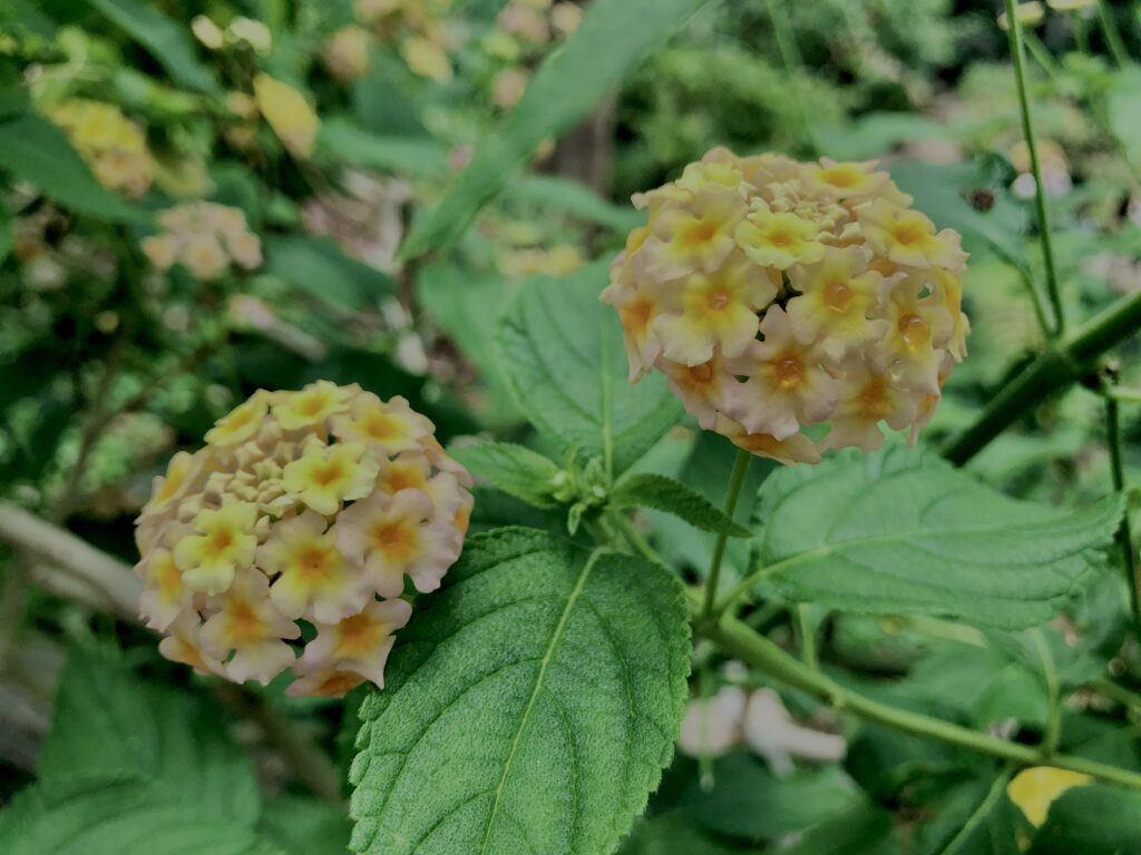 植物,花,花弁,花びら,花壇,花畑,庭園,多年草,