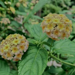 植物,花,花弁,花びら,花壇,花畑,庭園,多年草,