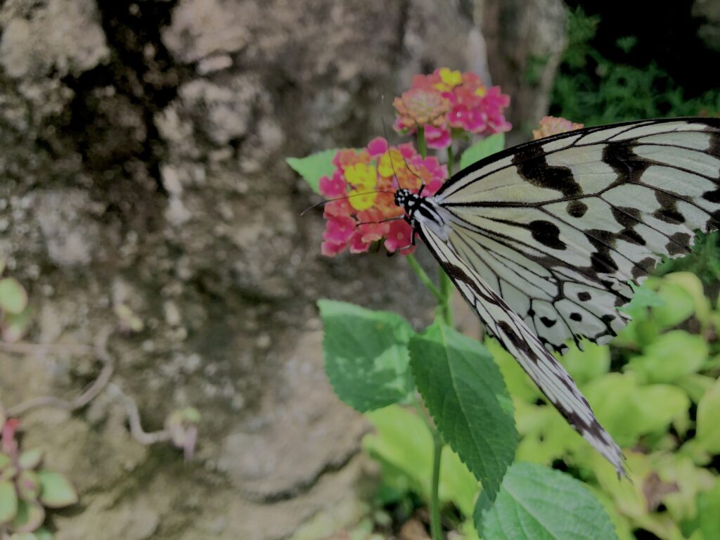 蝶,アゲハ蝶,虫,昆虫,羽,植物,花,