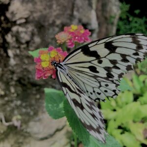 蝶,アゲハ蝶,虫,昆虫,羽,植物,花,