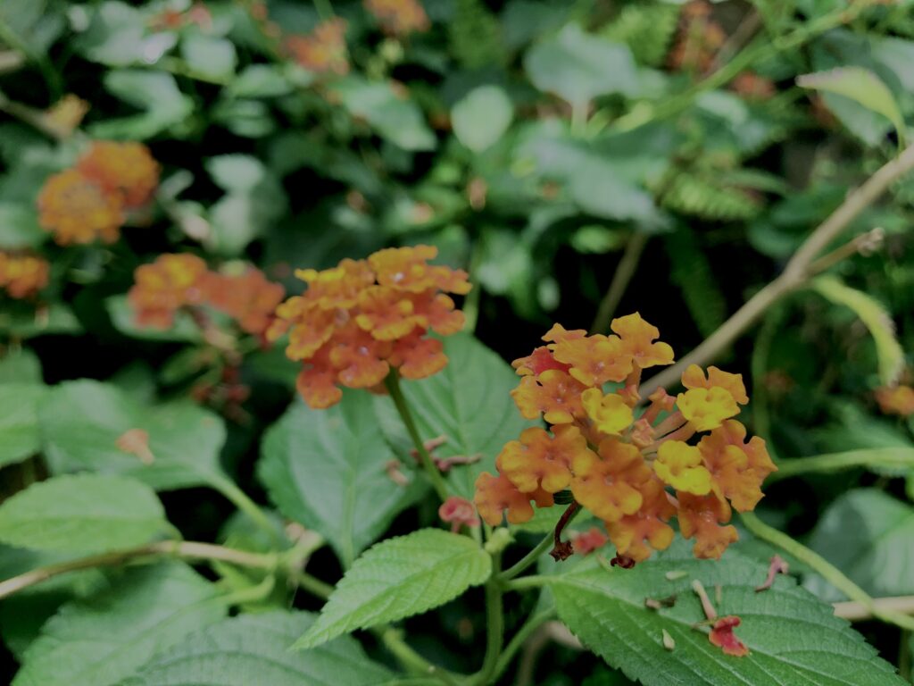 植物,花,花弁,花びら,花壇,花畑,庭園,多年草,