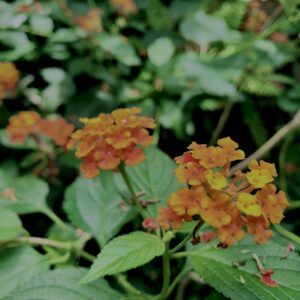 植物,花,花弁,花びら,花壇,花畑,庭園,多年草,