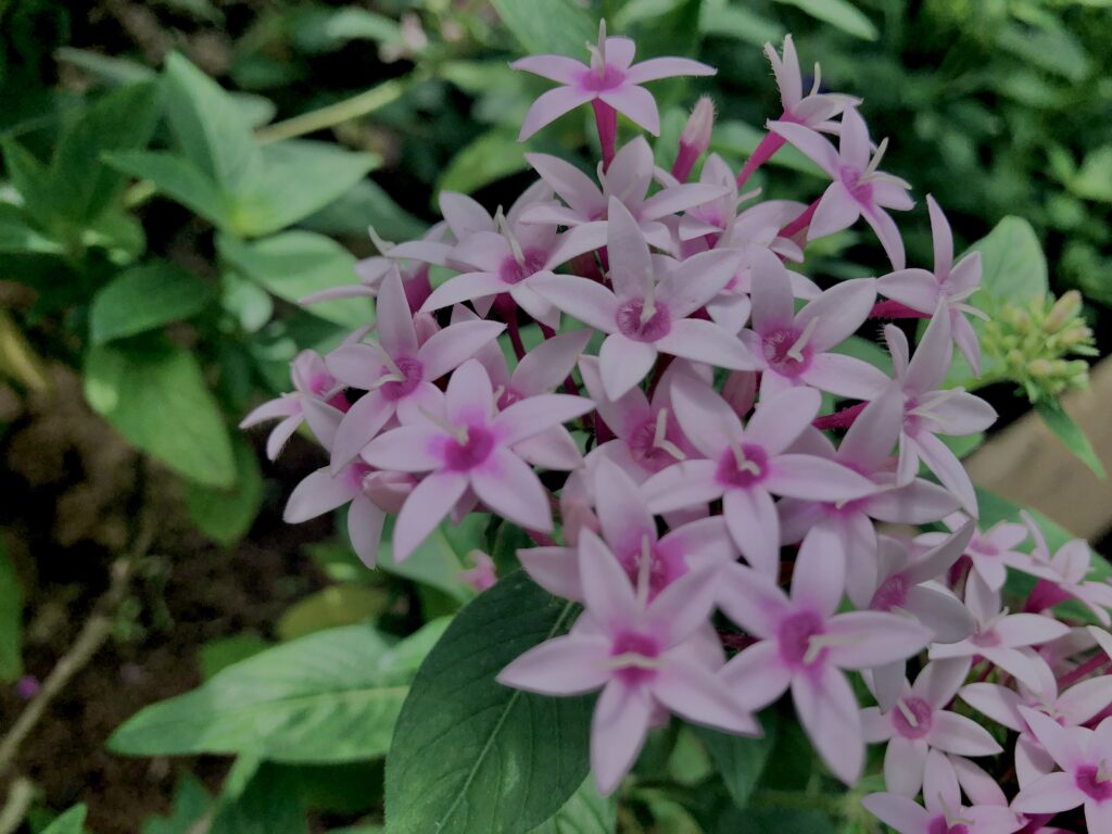 植物,花,花弁,花びら,花壇,花畑,庭園,多年草,