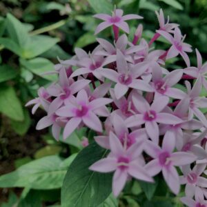 植物,花,花弁,花びら,花壇,花畑,庭園,多年草,