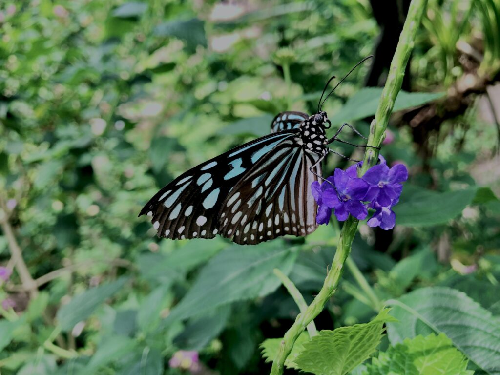 蝶,アゲハ蝶,虫,昆虫,羽,植物,花,