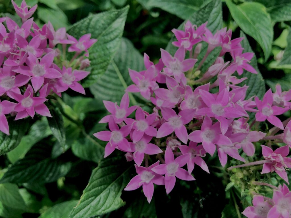 植物,花,花弁,花びら,花壇,花畑,庭園,多年草,