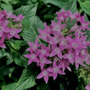 植物,花,花弁,花びら,花壇,花畑,庭園,多年草,