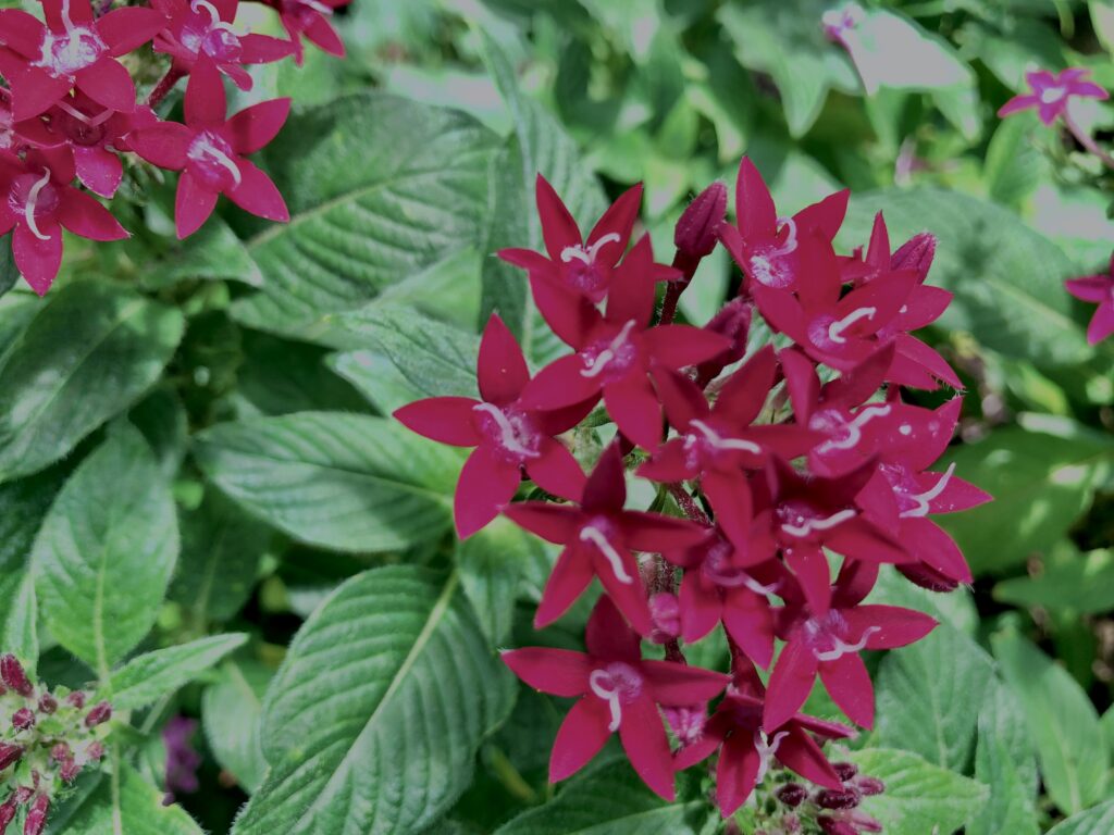 植物,花,花弁,花びら,花壇,花畑,庭園,多年草,