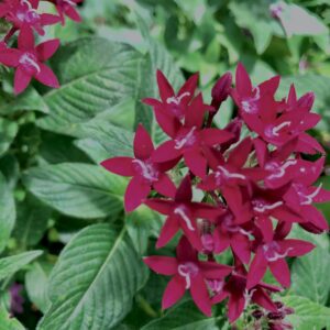植物,花,花弁,花びら,花壇,花畑,庭園,多年草,