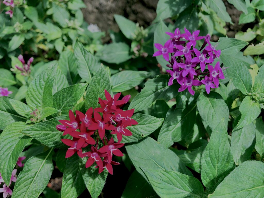 植物,花,花弁,花びら,花壇,花畑,庭園,多年草,