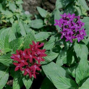 植物,花,花弁,花びら,花壇,花畑,庭園,多年草,