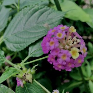 植物,花,花弁,花びら,花壇,花畑,庭園,多年草,