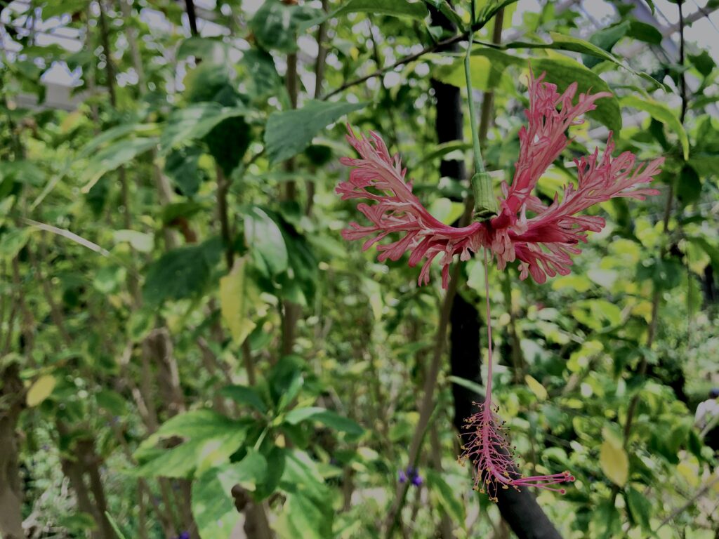 植物,花,花弁,花びら,花壇,花畑,庭園,多年草,