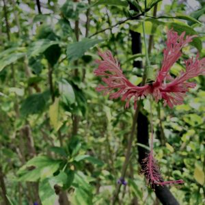 植物,花,花弁,花びら,花壇,花畑,庭園,多年草,