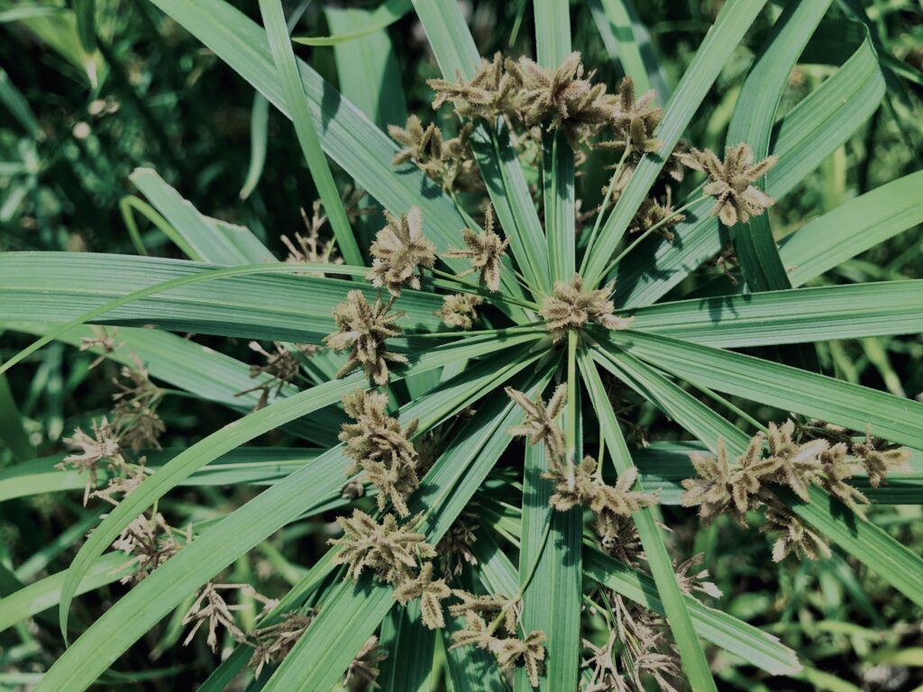 植物,花,花弁,花びら,花壇,花畑,庭園,多年草,
