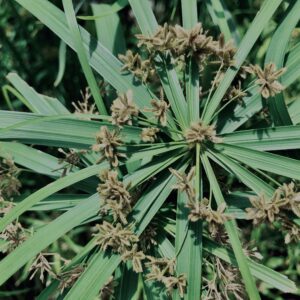 植物,花,花弁,花びら,花壇,花畑,庭園,多年草,