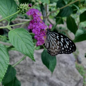 蝶,アゲハ蝶,虫,昆虫,羽,植物,花,