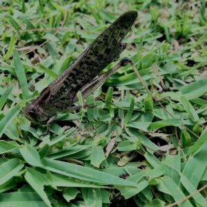 バッタ,トノサマバッタ,虫,昆虫,草原,草,