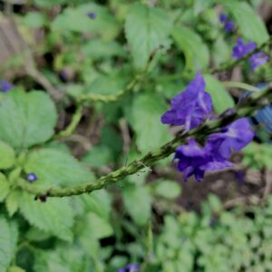 植物,花,花弁,花びら,花壇,花畑,庭園,多年草,