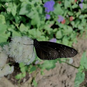 蝶,アゲハ蝶,虫,昆虫,羽,植物,花,