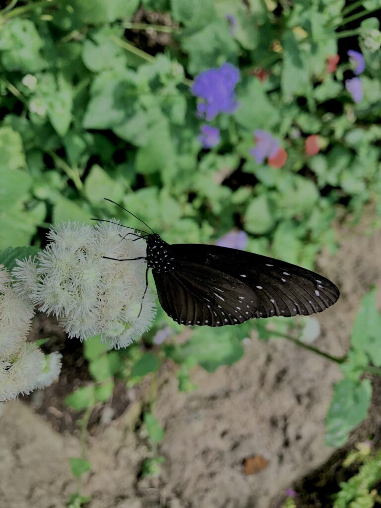 蝶,アゲハ蝶,虫,昆虫,羽,植物,花,