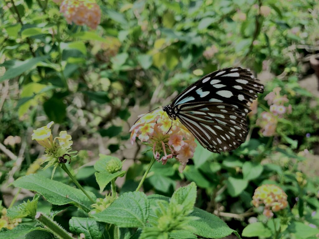 蝶,アゲハ蝶,虫,昆虫,羽,植物,花,