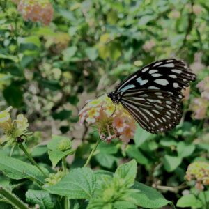 蝶,アゲハ蝶,虫,昆虫,羽,植物,花,