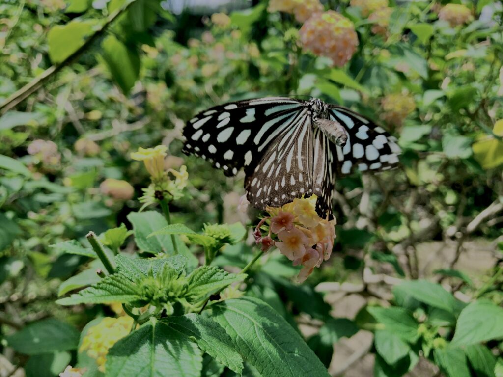 蝶,アゲハ蝶,虫,昆虫,羽,植物,花,