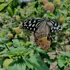 蝶,アゲハ蝶,虫,昆虫,羽,植物,花,