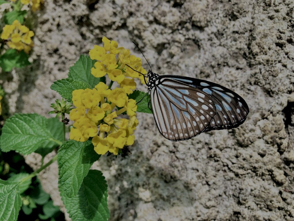 蝶,アゲハ蝶,虫,昆虫,羽,植物,花,