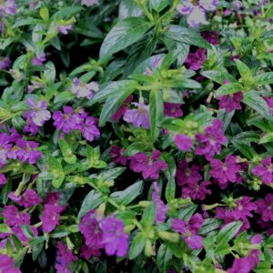 植物,花,花弁,花びら,花壇,花畑,庭園,多年草,