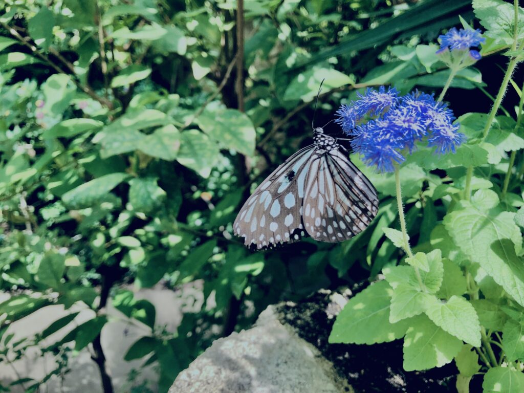 蝶,アゲハ蝶,虫,昆虫,羽,植物,花,