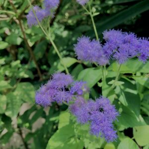植物,花,花弁,花びら,花壇,花畑,庭園,多年草,