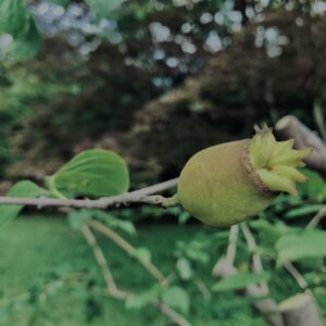 蝋梅,実,ロウバイ,梅の実, 植物,自然,風景,マイナスイオン,緑,木々,
