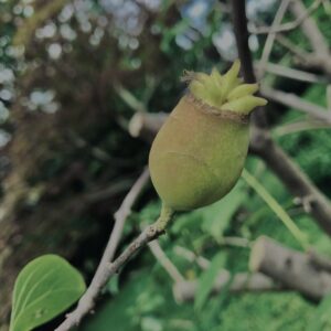 蝋梅,実,ロウバイ,梅の実, 植物,自然,風景,マイナスイオン,緑,木々,