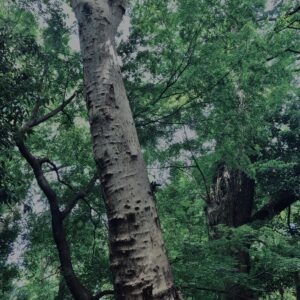植物,自然,風景,マイナスイオン,緑,木々,
