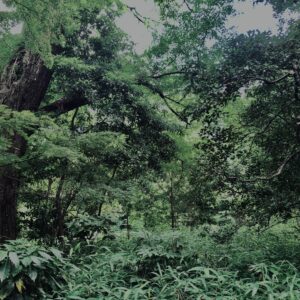 植物,自然,風景,マイナスイオン,緑,木々,