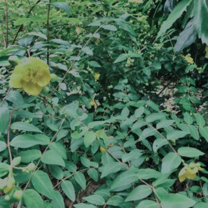 植物,自然,風景,マイナスイオン,緑,木々,