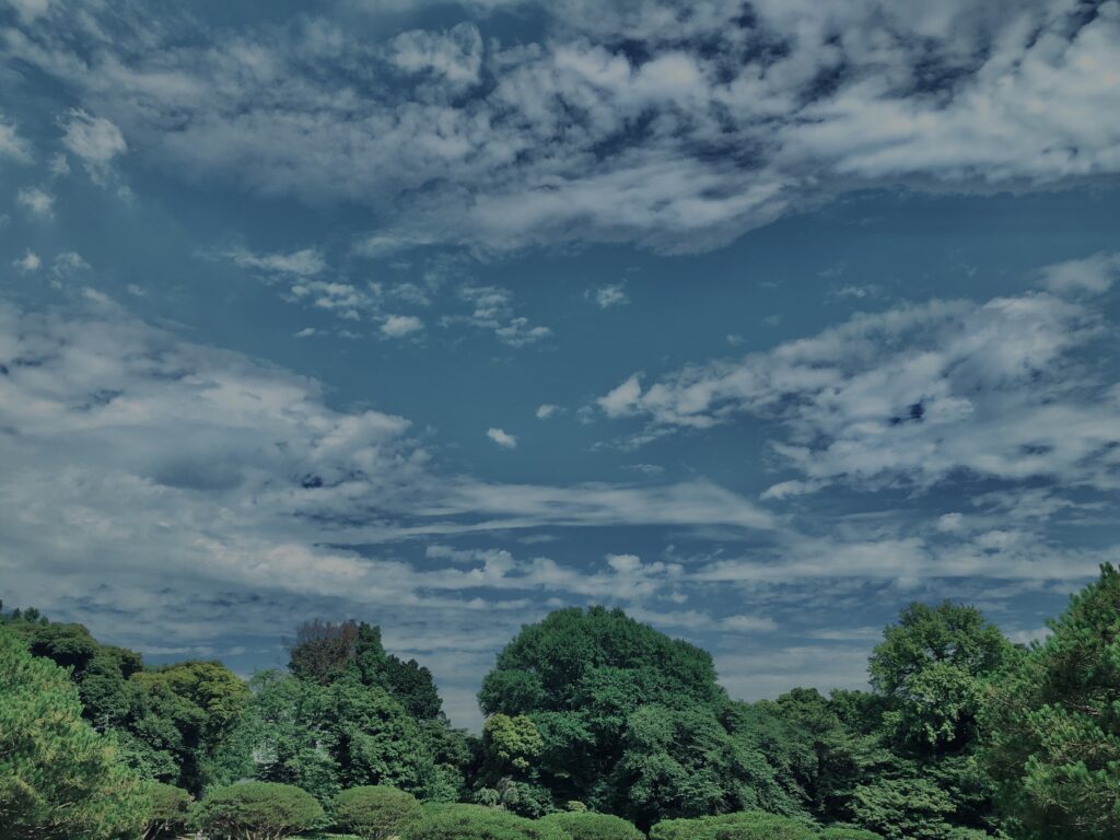 松,植物,自然,風景,マイナスイオン,緑,木々,
