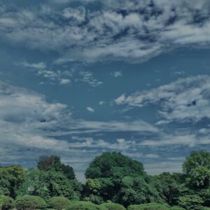 松,植物,自然,風景,マイナスイオン,緑,木々,