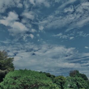 松,植物,自然,風景,マイナスイオン,緑,木々,