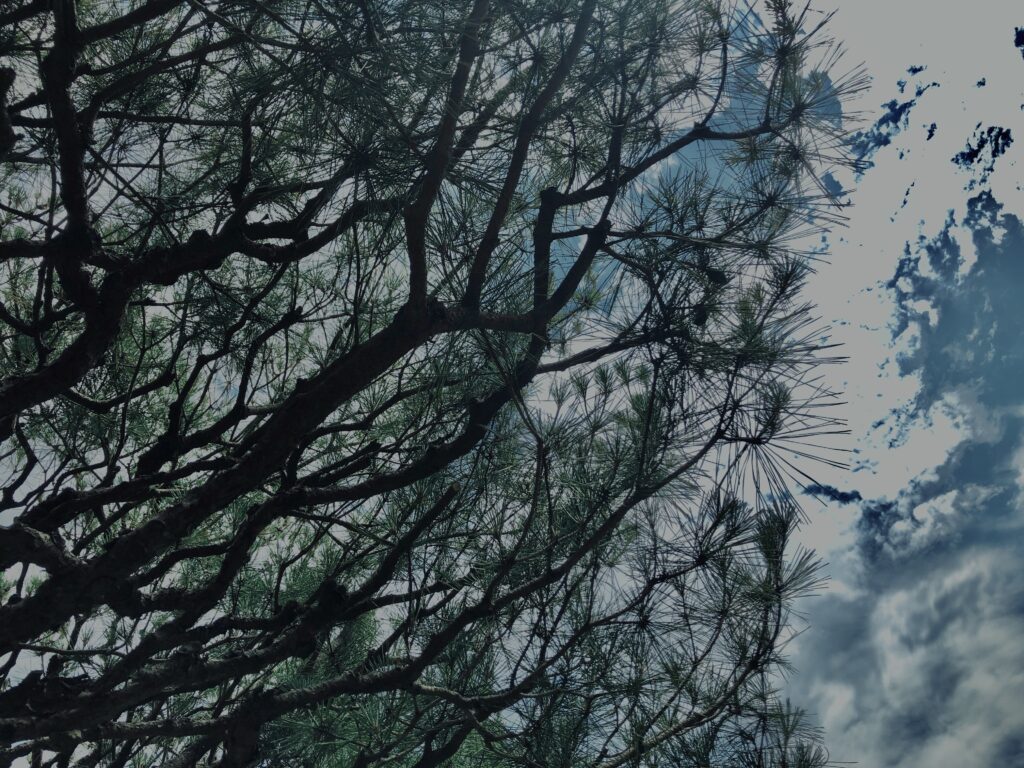 松,植物,自然,風景,マイナスイオン,緑,木々,