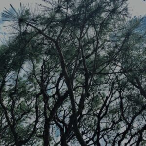 松,植物,自然,風景,マイナスイオン,緑,木々,