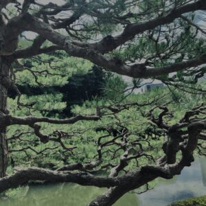 松,植物,自然,風景,マイナスイオン,緑,木々,